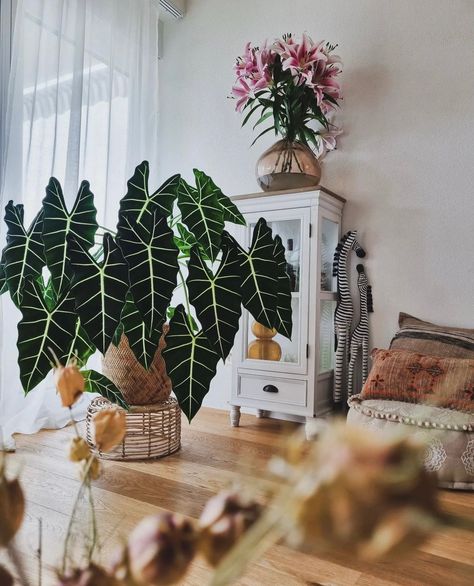 @plantbasel, can we have your Alocasia Frydek? 🥹 Alocasia Frydek, Low Light House Plants, Living Room Plants, Indoor Jungle, Elephant Ears, The Balcony, Be Real, Potting Soil, Balcony Garden