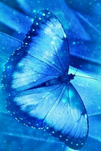 Beautiful Blue Photo Bleu, Im Blue, Everything Is Blue, Kind Of Blue, Butterfly Life Cycle, Blue Pictures, Azure Blue, Feeling Blue, Love Blue