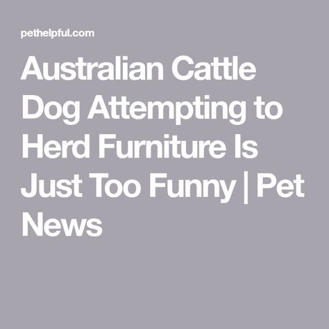 Australian Cattle Dog Attempting to Herd Furniture Is Just Too Funny | Pet News Australian Cattle Dog Funny, Austrailian Cattle Dog, Australian Cattle Dogs, Too Funny, Dog Funny, A Sheep, Australian Cattle Dog, Cattle Dog, Funny Me