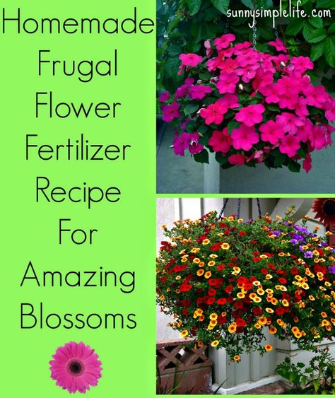 Homemade Flower Fertilizer *2 gallons water, 2 TBSP molasses, 1 TBSP Epsom salt* Flower Fertilizer Homemade, Homemade Flower Food, Homemade Plant Fertilizer, Homemade Plant Food, Diy Fertilizer, Flower Fertilizer, Plant Fertilizer, Simple Baking, Epson Salt