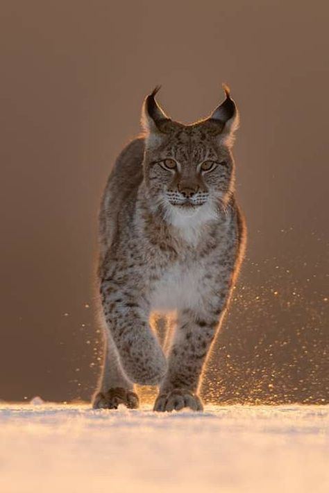 Beautiful Lynx in the snow #lync #lynxcat #wildcat Lynx Pictures, Lynx Lynx, Exotic Cats, Rare Animals, Cat Aesthetic, Big Cat, Amazing Animals, Wildlife Animals, Cat Cat