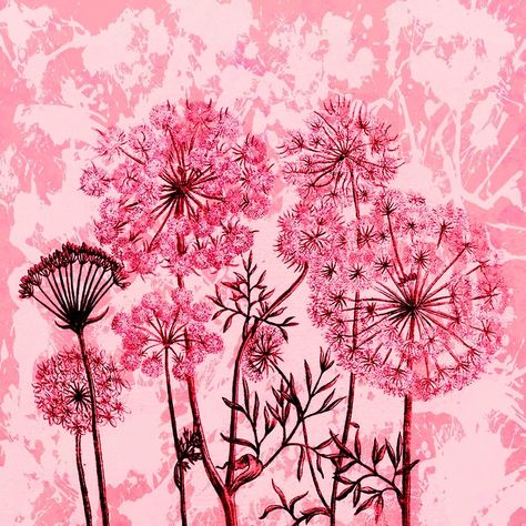 pissenlits sur fond rose/dandelions on pink background by clemfloral Purple Dandelion Wallpaper, Dandelion Digital Art, Botanical Dandelion, Pink Dandelion, Blowing Dandelion Illustration, Dandelion Drawing, Dandelion Wallpaper, Pink Background, Scrapbooking Ideas