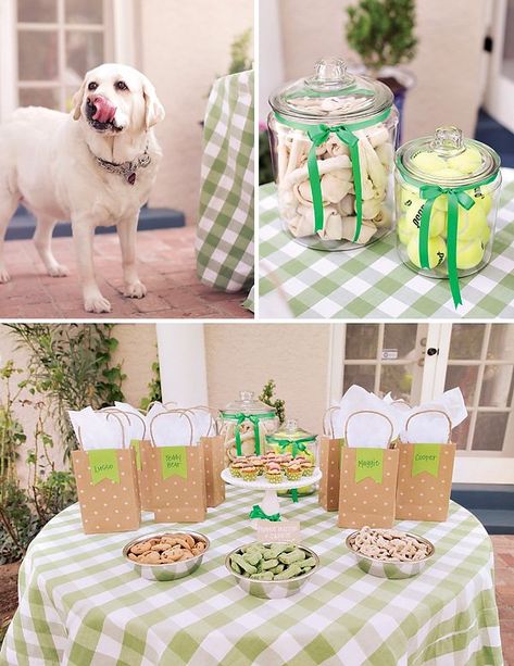 Dog Parties, Doggie Birthday, Doggy Birthday, Dog First Birthday, Birthday Picnic, Puppy Birthday Parties, Events Photography, Dog Birthday Party, Puppy Birthday