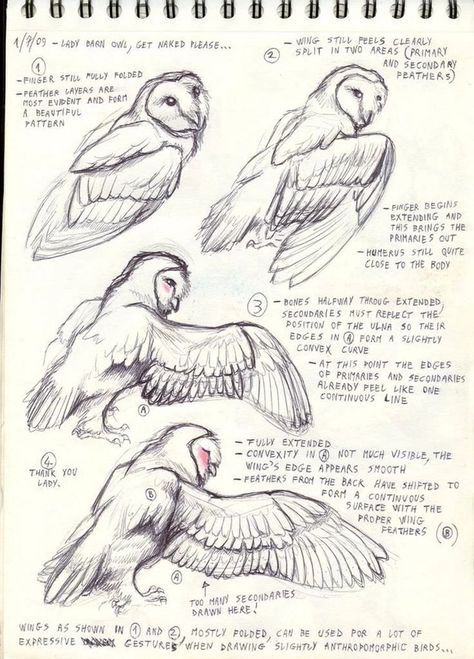 Bird reference - art post - Imgur Bird Anatomy, Owl Wings, Some Drawings, Bird Sketch, Wings Drawing, Animal Study, Owls Drawing, Anatomy Drawing, Animal Sketches