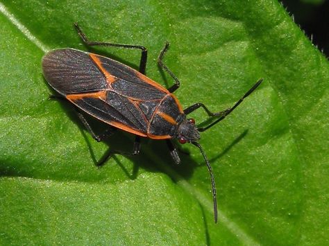 BoxElder bug. Annoying but harmless. Flora montana: Boxelder Maple Clover Mites, Box Elder Bugs, Types Of Ants, Spider Control, Cockroach Control, Western Montana, Ant Control, Carpenter Ant, Flea Control