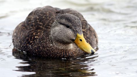 American Black DuckAnas rubripes Duck Cute, Duck Breeds, Duck Pictures, Duck Photo, Black Duck, Duck Pins, Duck House, White Wings, Animal Facts