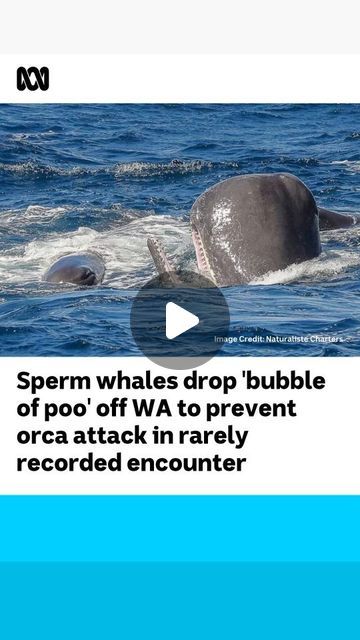 ABC Perth on Instagram: "Observers watched on in amazement as sperm whales off WA's southern coast successfully defended themselves from a pod of attacking killer whales by defecating at will, creating a "cloud of diarrhoea".

📝 Peter Barr via ABC Great Southern
🎬 Anthony Pancia

#ABCAustralia #Orca #Orcas #KillerWhale #KillerWhales #SpermWhale #SpermWhales #NatureIsMetal #BremerCanyon #WhaleWatching" False Killer Whale, Whale Breaching, Sperm Whale, Orca Whales, Killer Whale, Killer Whales, Whale Watching, Whales, Perth