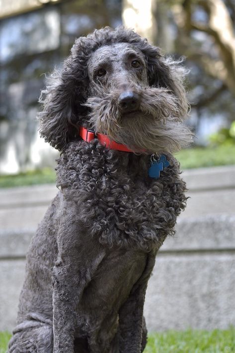 Crazy Poodle Haircut, Fluffy Poodle Haircut, Poodle With Mohawk, Poodle Haircut Styles Funny, Female Poodle Haircut, Standard Poodle Puppy Haircut, Giant Schnauzer Grooming Styles, Poodle Mullet, Poodle Summer Cut