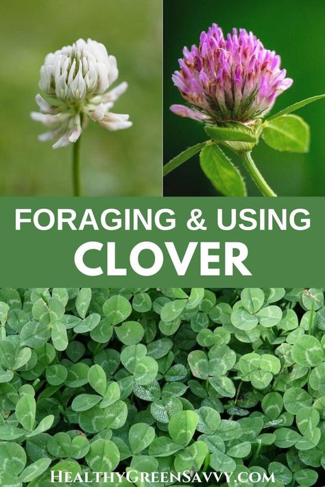 Clover is a lesser-known but widely available edible wild plant with some helpful medicinal properties. Find out what to know about foraging and preparing white and red clovers. #foraging #medicinalplants #ediblewildplants Foraging In Texas, Foraging In Indiana, Foraging Medicinal Plants, Pennsylvania Foraging, Oklahoma Foraging, Fleabane Medicinal Uses, Missouri Foraging, Clover Recipes, Spring Foraging