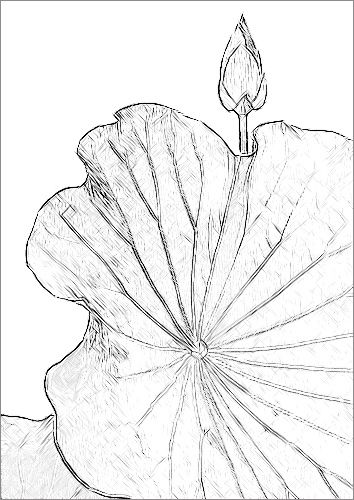 Lotus Flower Sketch - IMGP7491 Lotus Leaf Drawing, Lotus Flower Sketch, Flower Sketch Pencil, Lotus Flower Images, Leaves Sketch, Drawing Photo, Flower Sketch, Leaf Photography, Sketch Pencil