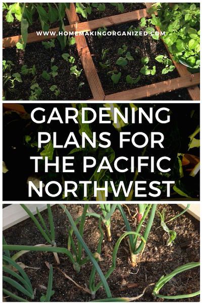 *this post contains affiliate links It’s that time of year again. Planning for a nice summer garden. I live in the Pacific Northwest known for it’s rainy weather and fairly mild, but wet climate. Right now, in the stores, people are gearing up for the gardening season. There are a few annual flowers out, small … Pacific Northwest Gardening, Evergreen Bed, Pacific Northwest Gardens, Pacific Northwest Backyard, Pnw Landscaping, Pacific Northwest Vegetable Garden, Pacific Northwest Native Garden, 4x4 Garden, Washington Gardening Pacific Northwest