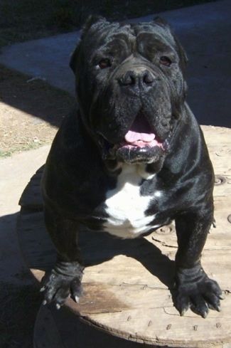 English Bulldog /Neapolitan mastiff mix Neapolitan Mastiff, Mastiff Mix, Olde English Bulldogge, Neapolitan Mastiffs, Wire Spool, White Italian, Purebred Dogs, Mixed Breed Dogs, Mixed Breed