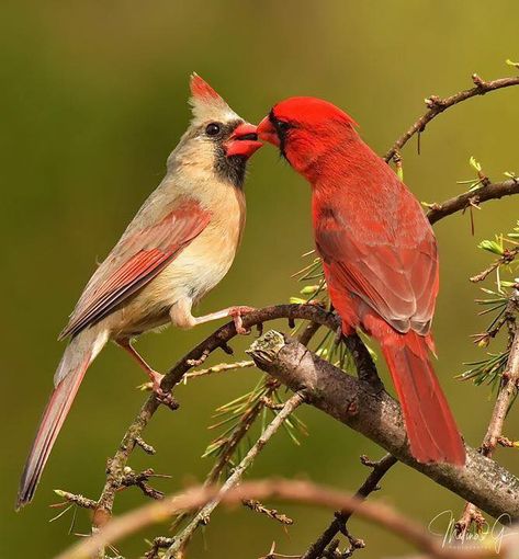 Gil Scott Heron, Bird Identification, Bird Sitting, Bird Hunting, Bird Watcher, Bird Supplies, Cardinal Birds, Red Bird, Bird Pictures