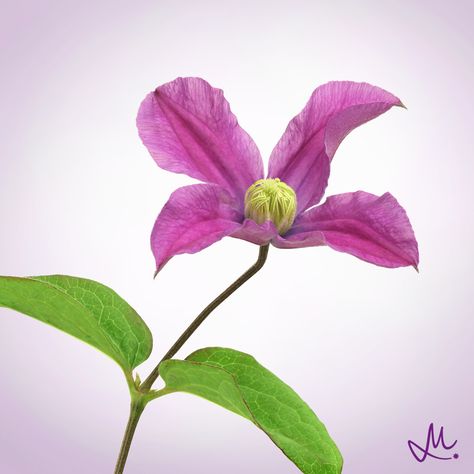 Pink Clematis, Flowers Tattoo, March 21, The Brave, Pink Tone, Garden Flowers, Clematis, Rehearsal Dinner, Botanical Illustration