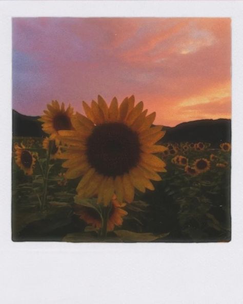 Sunflower Polaroid, Sunset Polaroid, Polaroid Painting, Sunflower Sunset, Polaroid Pictures, Sketches Simple, Aesthetic Painting, Sunset Pictures, Post Ideas