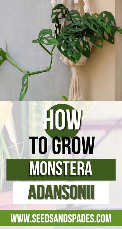 Plant Friends, Herb Containers, Monstera Adansonii, Gardening Projects, Herb Gardening, Swiss Cheese Plant, Farm Projects, Propagating Succulents, Sustainable Community