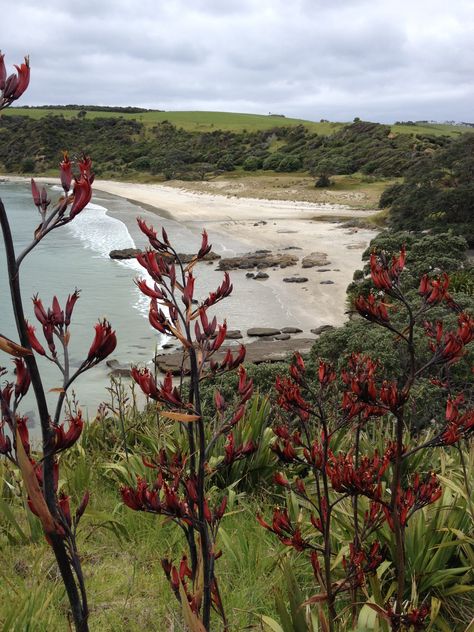 Beautiful Tawharanui Beach www.wooree.co.nz Sleeve Ideas, Sleeves Ideas, Tattoo Sleeve, Nature Travel, Wonderful Places, Snorkeling, Painting Ideas, Sleeve Tattoos, New Zealand