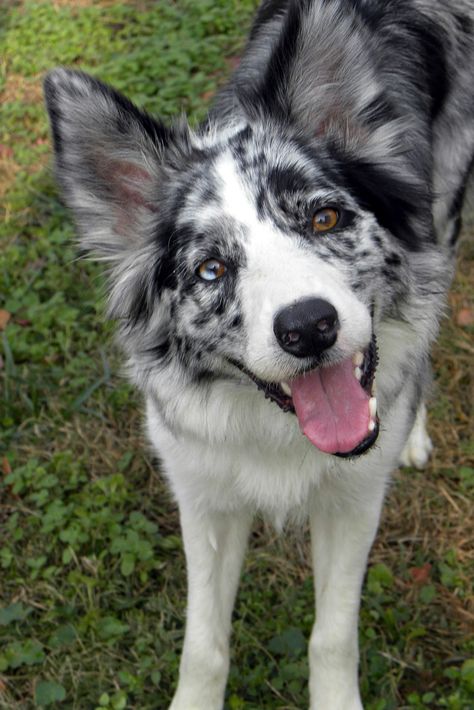 Border Collie Blue Healer, Blue Border Collie, Merle Dogs, Border Collie Merle, Blue Merle Collie, Blue Merle Border Collie, Merle Border Collie, Cute Border Collie, Cat Run