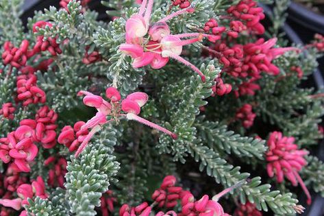 Grevillea Coastal Gem Grevillea Lanigera, Spider Flower, Low Maintenance Landscaping Front Yard, Farmhouse Flowers, Nursery Supplies, Plant Zones, Deer Resistant Plants, Australian Native Plants, Low Maintenance Landscaping