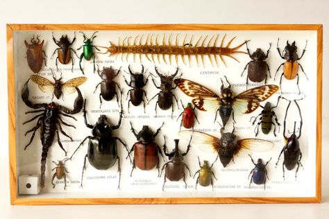 Bug Specimen Display, Bug Display Case, Insect Display Case, Insect Pinning, Entomology Decor, Insect Display, Bug Taxidermy, Purple Front Doors, Vintage Beetle