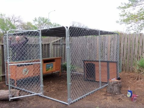 Dog Kennel Chicken Coop, Kennel Chicken Coop, Chicken Koop, Potbelly Pigs, Chicken Coop Ideas, Coop Run, Chicken Tunnels, Poultry Breeds, Duck Farm