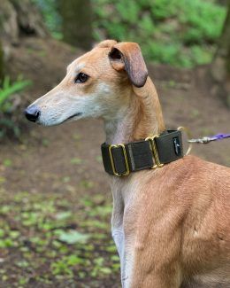 Whippet Collar, Maverick And Goose, Greyhound Collar, Dog Pajamas, Martingale Collar, Brass Fittings, Italian Greyhound, Whippet, Greyhound