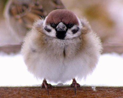 fur ball Kawaii Animals, Backyard Birds, Pretty Birds, Bird Photo, Colorful Birds, Cute Birds, Little Birds, Small Birds, Cute Creatures