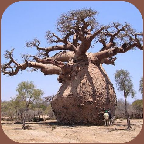 Baobab Tree - Africa , Madagascar , Australia  More At FOSTERGINGER @ Pinterest Unusual Trees, Weird Trees, Tree Interior, Socotra, Baobab Tree, Matka Natura, Giant Tree, Old Trees, Unusual Plants