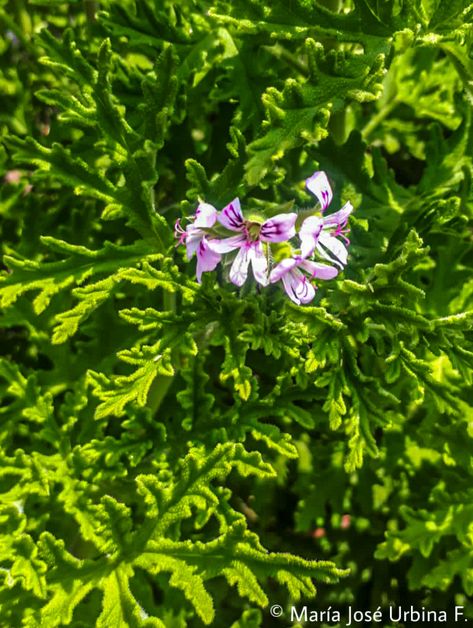 Pelargonium graveolens Pelargonium Graveolens, Nature