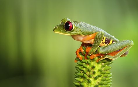 side profile frog Red Eyed Tree Frog, Frog Wallpaper, Wild Photography, Cute Easy Doodles, Tree Frog, Cute Cartoon Drawings, Tree Frogs, Side Profile, Reptiles And Amphibians