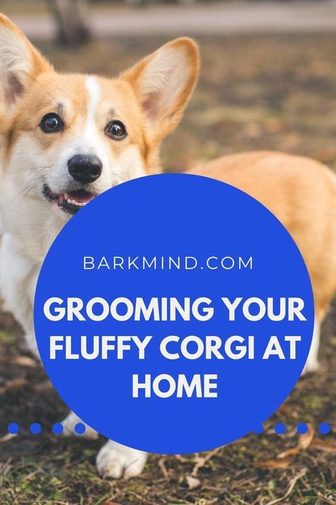 If you own a fluffy corgi puppy, you should know how to groom your fluffy corgi at home to keep him neat. Read more over at Barkmind. Cowboy Corgi, Corgi Dog Breed, Corgi Breeds, Corgi Facts, Fluffy Corgi, Baby Corgi, Crate Training Puppy, Cute Corgi Puppy, Pembroke Welsh Corgi Puppies