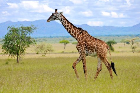 Giraffe Habitat, Beruang Grizzly, Burung Kakatua, Giraffe Facts, Africa Trip, Trophy Hunting, Big Animals, Kwazulu Natal, Dream Trip