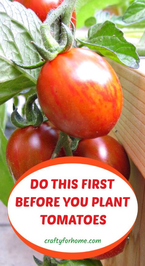 Tanaman Tomat, Plant Tomatoes, Tomatoes Growing, Gemüseanbau In Kübeln, Growing Vegetables In Pots, Growing Tomato Plants, Vegetable Garden Tips, Vegetable Garden Diy, Backyard Vegetable Gardens