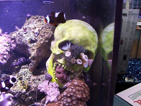 Poll: Have you ever used skulls or other creative forms in your reef? | REEF2REEF Saltwater and Reef Aquarium Forum Skull Aquarium, Aquarium Inspiration, Aquascape Design, Reef Aquarium, Beautiful Fish, Have You Ever, Animals Beautiful, I Saw, Fish Pet