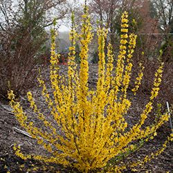 6 No-Prune Shrubs for Landscapes | Proven Winners Shrubs For Landscaping, Yellow Plants, Yellow Blossom, Proven Winners, Easy Care Plants, Garden Shrubs, Spring Plants, Flower Landscape, Flowering Shrubs