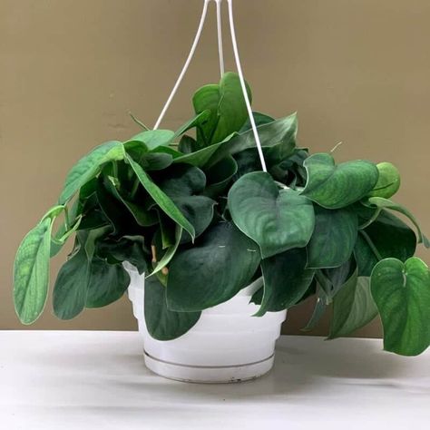 How to Care for Your Jade Satin Pothos - Plants Craze Jade Pothos Plant, Satin Pothos Plant, Jade Pothos, Satin Pothos, Pothos Plant, Organic Fertilizer, Rare Plants, Potting Soil, Hanging Baskets