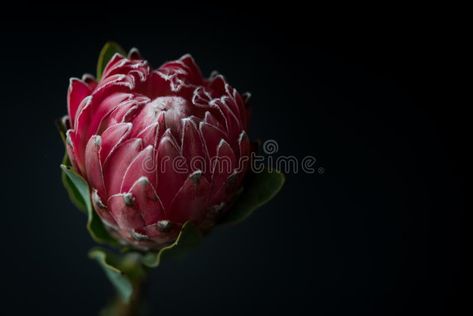 Proteus Flower, Protea Wallpaper Backgrounds, Protea Photography, Protea Oil Painting, South African Protea Flower, Protea Wedding, Protea Flower, Christmas Collectibles, Botanical Drawings