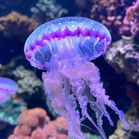 Jellyfish Profile Picture, Amakusa Jellyfish, Jellyfish Swarm, Angler Fish Aesthetic, Jellyfish Real, Sea Life Aesthetic, Cute Jellyfish, Jelly Fish, Cool Sea Creatures