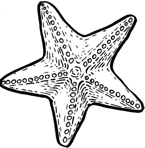 Animal Drawing Ideas, Starfish Drawing, Sea Creatures Drawing, Shell Drawing, Animal Outline, Sea Creatures Art, Easy Animal Drawings, Start Drawing, Animal Drawings Sketches