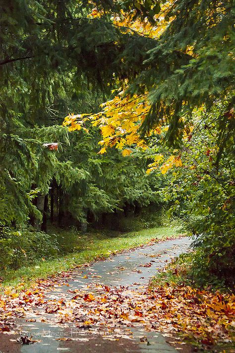 Hidden driveway Hidden Driveway, Autumn Drive, Camping Gift Ideas, Country Roads Take Me Home, Back Road, Autumn Beauty, Popsugar, Driveway, Nature Beauty