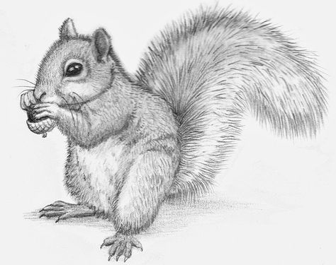 Pencil drawings of animals. I'll draw anything you want! Wild animals e.g. tiger, squirrel, owl etc. Or a pet portrait from photograph by TheKestrelAndTheSea on Etsy https://www.etsy.com/listing/87624283/pencil-drawings-of-animals-ill-draw Drawings Of Animals, Secret Squirrel, Pencil Drawings Of Animals, Beautiful Flower Drawings, Artist Sketches, Drawing Faces, A Squirrel, Animal Sketches, Arte Animal