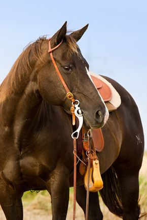 Kids apply math and science skills when learning about a study that looks at how much weight a horse can comfortably carry. Science Skills, Math And Science, Horse Crazy, Reference Images, Crazy Kids, A Horse, Kids Learning, Carry On, Art Reference