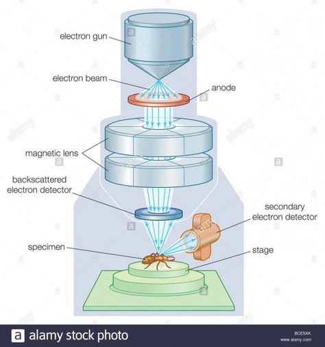 Diagram Of Scanning Electron Microscope Dissecting Microscope, Microscope Images, Science Fiction Design, Electron Microscope Images, Optical Microscope, Creepy Photography, Cell Organelles, Scanning Electron Microscope, Magnified Images