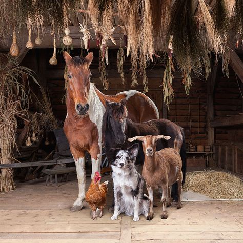 Photographer Rob MacInnis gathers barnyard animals that we selected for consumption and production, and turns them into majestic portrait subjects. Everything started when Rob came back from a long journey through South America. Taking photos in places that suffered from extreme poverty made him rethink photography's role in his life and society: I had a tough time dealing with my relationship to photography after this trip, Rob told Bored Panda. I felt it irresponsible to ignore the exp... Wild Animals Photography, Photo Animaliere, Festival Photo, Farm Photography, Barnyard Animals, Work With Animals, Farm Yard, Animal Planet, Animal Photo