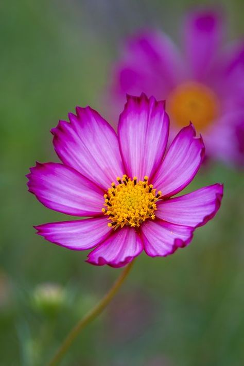 Aperture Depth Of Field, Herb Flowers, Depth Of Field Photography, Photography Gcse, Flowers Photography Beautiful, Line Photography, Field Photography, Wilson Art, Flower Close Up