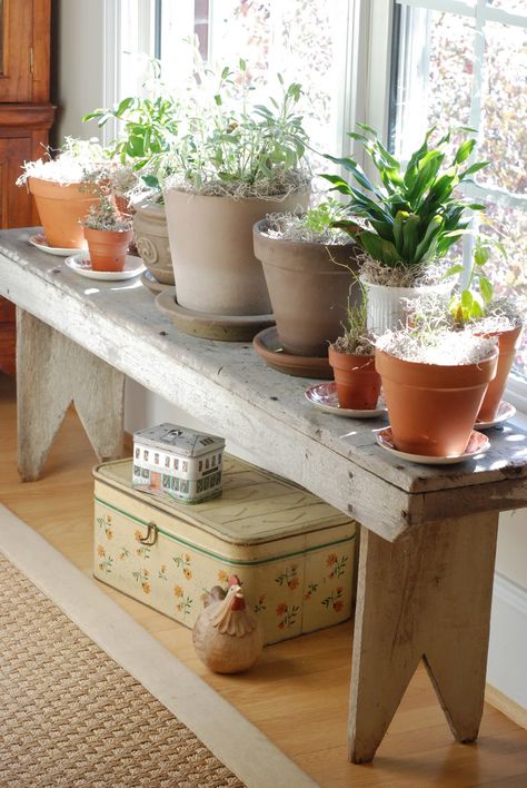 I would love this in our home - indoor garden in the kitchen - along the wall with a table underneath Kitchen Window Plants, Small Patio Furniture, Kitchen Table Bench, Window Plants, Diy Space, Apartment Plants, Indoor Window, Diy Plant Stand, Succulents Decor