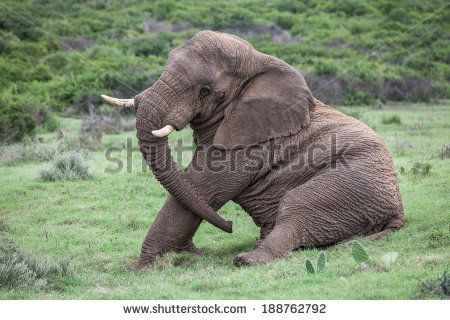 Elephant Sitting Stock Photos, Images, & Pictures | Shutterstock Elephant Sitting, Elephants Photos, Elephant Art, Royalty Free Images, Art Projects, Royalty Free Stock Photos, Every Day, Elephant, Stock Images