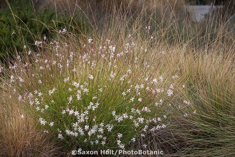 Oenothera lindheimeri, aka Gaura lindheimeri White Gaura or beeblossom flowering perennial with Muhly grass in University of California Davis Arboretum drought tolerant garden Guara Plant, Oenothera Lindheimeri, White Gaura, Fast Growing Pine Trees, Gaura Plant, Strip Garden, Plant Obsession, Garden Library, Mediterranean Landscape