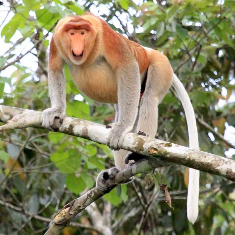 [Male] Proboscis monkey (Nasalis larvatus) on the island of Borneo. ©David Costantini Monkey Types, Proboscis Monkey, Illustration Work, Primates, Monkeys, Layout, Animals