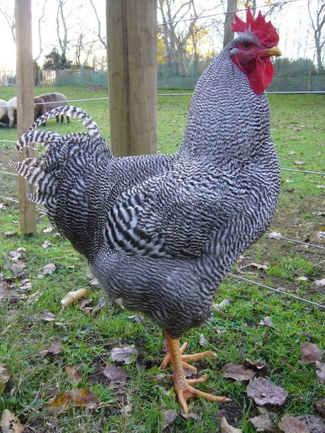 Barred Plymouth Rock - such awesome colours Barred Plymouth Rock, Poultry Farm Design, Rooster Breeds, Plymouth Rock, Backyard Chicken Farming, Poultry Farm, Farm Design, Down On The Farm, Chicken Farm